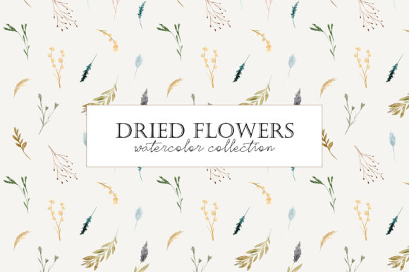 Dried Flowers. Watercolor Collection