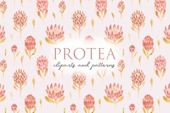 Watercolor Protea Flowers. Pink Cliparts for Crafts