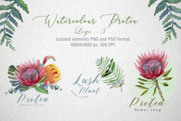Watercolor Protea Logo and Crafts